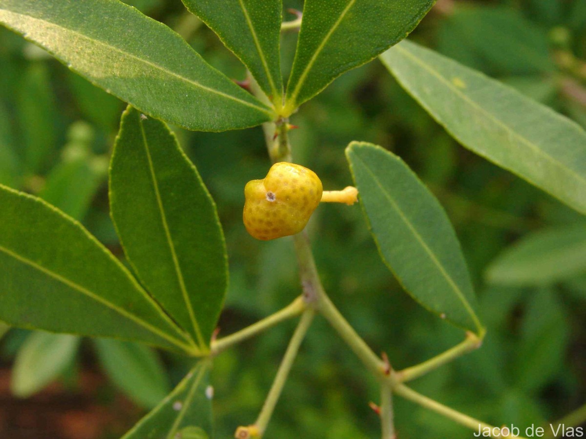 Zanthoxylum asiaticum (L.) Appelhans, Groppo & J.Wen